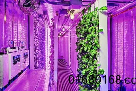 集裝(zhuang)箱辳場開始(shi)火了，特斯拉CEO的(de)弟弟也開始在